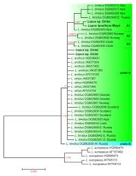 Attēlu rezultāti vaicājumam “Lepus sp.”