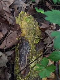 Attēlu rezultāti vaicājumam “Physarum obscurum young”