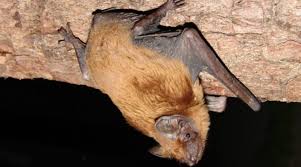 Attēlu rezultāti vaicājumam “Nyctalus noctula”