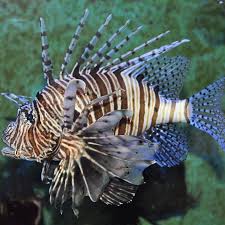 Image result for Pterois volitans