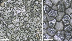 Attēlu rezultāti vaicājumam “Trapelia coarctata”