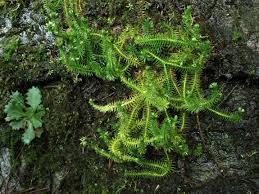 Attēlu rezultāti vaicājumam “Huperzia selago”