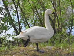 Attēlu rezultāti vaicājumam “Cygnus columbianus”