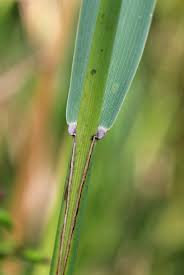 Attēlu rezultāti vaicājumam “Phragmites communis leaf”