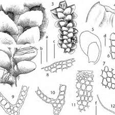 Attēlu rezultāti vaicājumam “Scapania lingulata”