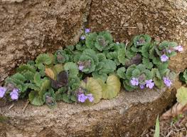 Attēlu rezultāti vaicājumam “Glechoma hederacea”