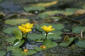 Image result for Seekanne