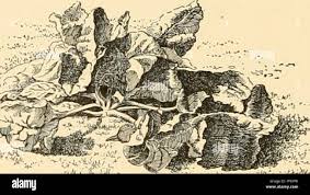 Attēlu rezultāti vaicājumam “Pohlia sphagnicola”