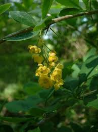 Attēlu rezultāti vaicājumam “Berberis vulgaris flower”