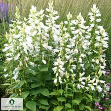 Attēlu rezultāti vaicājumam “Campanula glomerata fruit”