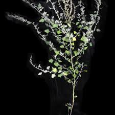 Attēlu rezultāti vaicājumam “Chenopodium acerifolium”