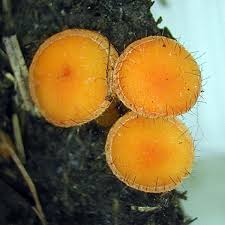 Attēlu rezultāti vaicājumam “Cheilymenia stercorea”