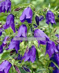 Image result for Campanula strigosa