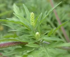 Attēlu rezultāti vaicājumam “Ambrosia artemisiifolia bud”