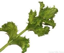 Attēlu rezultāti vaicājumam “Mentha spicata leaf”