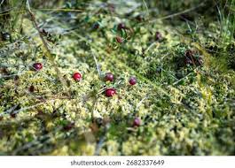 Attēlu rezultāti vaicājumam “Oxycoccus palustris”