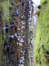 Attēlu rezultāti vaicājumam “Comatricha sp.”