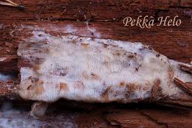 Attēlu rezultāti vaicājumam “Sarcoporia polyspora”