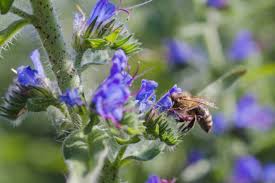 Attēlu rezultāti vaicājumam “Echium vulgare bud”