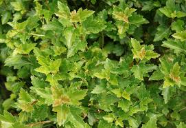 Attēlu rezultāti vaicājumam “Ribes alpinum leaf”