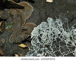 Attēlu rezultāti vaicājumam “Diachea sp.”