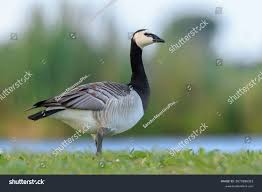 Attēlu rezultāti vaicājumam “Branta leucopsis”