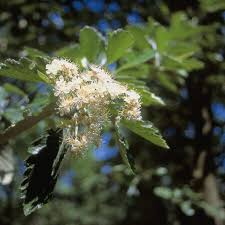 Attēlu rezultāti vaicājumam “Sorbus intermedia”