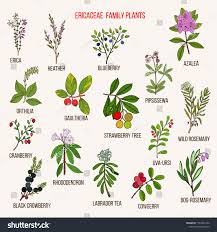 Attēlu rezultāti vaicājumam “Ericaceae”