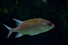 Image result for Holocentrus adscensionis