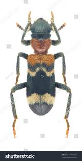 Attēlu rezultāti vaicājumam “Thanasimus formicarius”