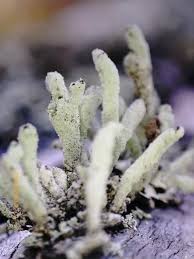 Attēlu rezultāti vaicājumam “Cladonia coniocraea”