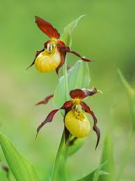 Attēlu rezultāti vaicājumam “Cypripedium calceolus flower”