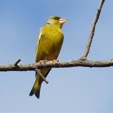 Attēlu rezultāti vaicājumam “Chloris chloris”