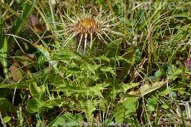 Attēlu rezultāti vaicājumam “Carlina vulgaris”