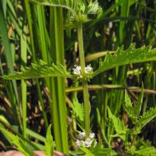 Attēlu rezultāti vaicājumam “Lycopus europaeus leaf”