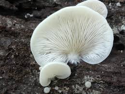 Attēlu rezultāti vaicājumam “Crepidotus applanatus”