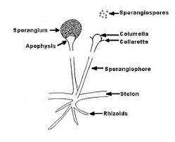 Attēlu rezultāti vaicājumam “Lophozia badensis sporophyte”