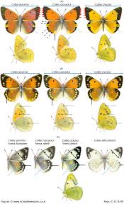 Attēlu rezultāti vaicājumam “Colias croceus”