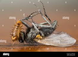 Attēlu rezultāti vaicājumam “Anthrenus museorum”