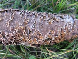 Attēlu rezultāti vaicājumam “Hymenochaete tabacina”