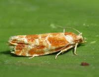 Attēlu rezultāti vaicājumam “Rhyacionia pinicolana”