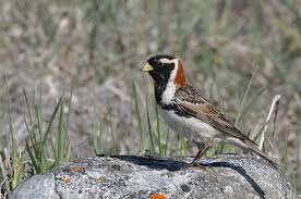 Image result for Calcarius lapponicus