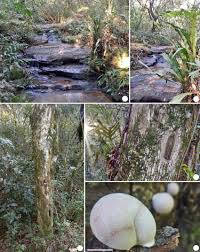 Attēlu rezultāti vaicājumam “Lycogala flavofuscum”