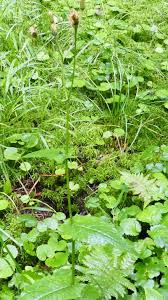 Attēlu rezultāti vaicājumam “Crepis paludosa leaf”