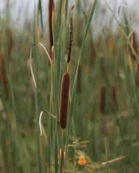 Attēlu rezultāti vaicājumam “Typha latifolia fruit”