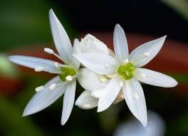 Attēlu rezultāti vaicājumam “Allium ursinum”