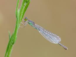 Attēlu rezultāti vaicājumam “Ischnura pumilio”