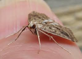 Attēlu rezultāti vaicājumam “Parapoynx stratiotata”