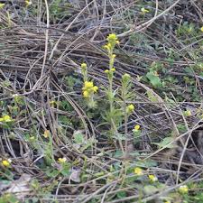 Attēlu rezultāti vaicājumam “Orobanche elatior bud”