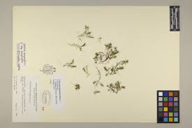 Attēlu rezultāti vaicājumam “Callitriche hermaphroditica leaf”